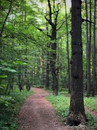 Footpath amidst trees in forest