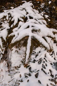Close-up of snow covered pine trees on field during winter
