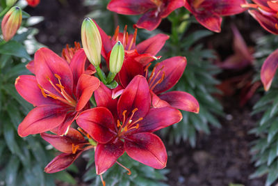 Close-up of red flowering plant