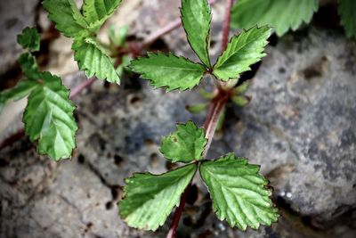 High angle view of plant leaves on land