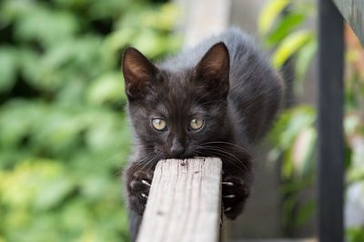 Close-up portrait of cat