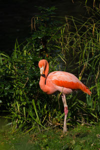 View of a duck in lake