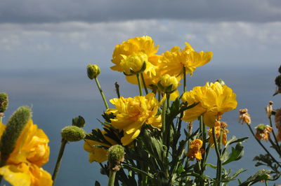 Close-up of yellow flowering plant against sky