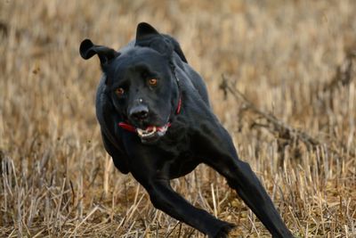 Portrait of black dog running on field