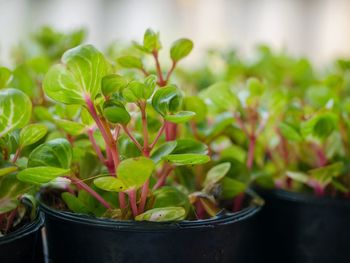 Close-up of potted plant