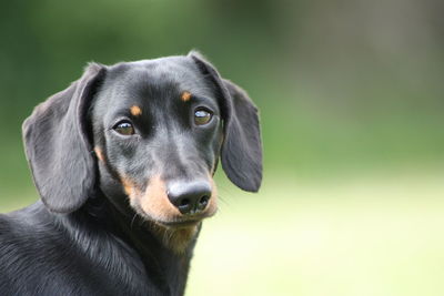 Close-up portrait of black dog