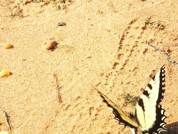 Close-up of crab on sand