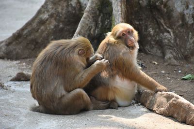 Close-up of monkeys in monkey cave, chiang rai, thailand