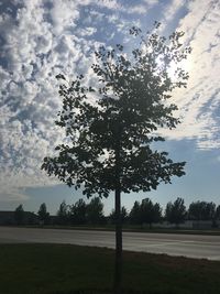 Silhouette tree on field against sky