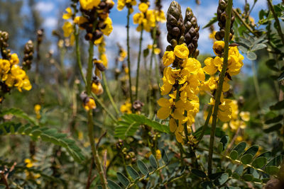 Close-up of yellow flowering plant