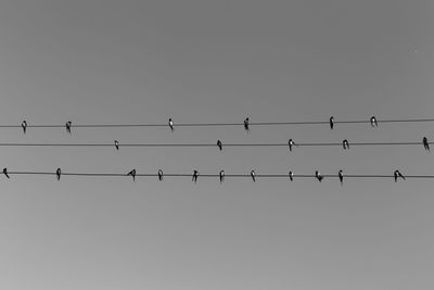 Low angle view of birds perching against clear sky