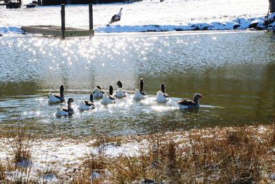 Swans swimming in lake