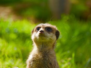 Close-up of meerkat