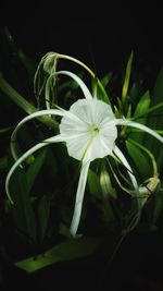 Close-up of white flowering plant