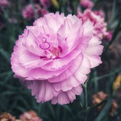 Close-up of pink rose flower