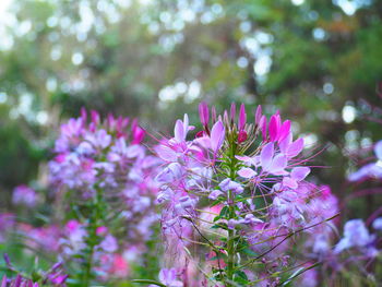 Close-up of pink flowering plant