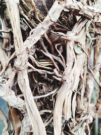 Full frame shot of tree