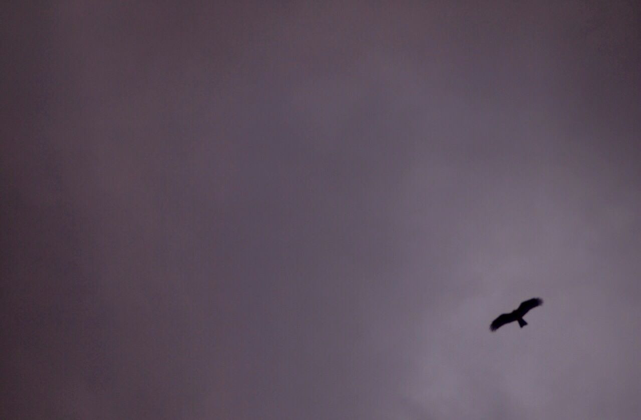 bird, animal themes, animals in the wild, wildlife, flying, low angle view, one animal, silhouette, sky, copy space, spread wings, nature, beauty in nature, mid-air, outdoors, no people, dusk, tranquility, perching, clear sky