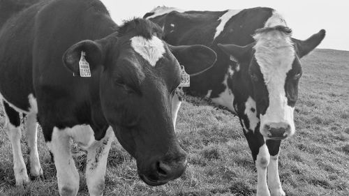 Cow standing in a field