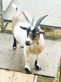 High angle view of goat