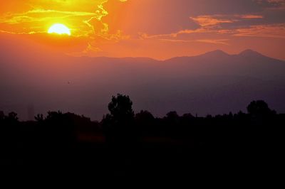 Silhouette of trees at sunset