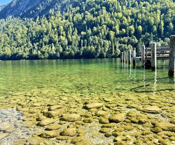 Scenic view of lake in forest