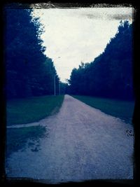 Road along trees