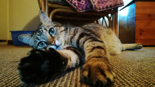 Close-up portrait of cat relaxing at home