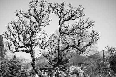 Bare trees on field against sky