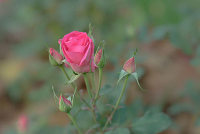Close-up of pink rose blooming outdoors