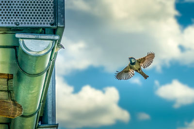 Low angle view of bird flying against sky