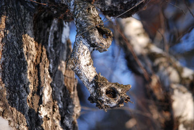 Close-up of dead tree trunk in winter