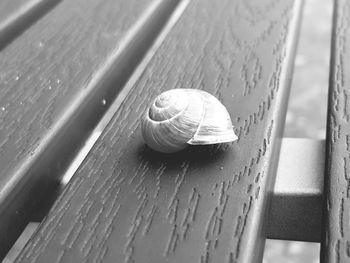 Close-up of snail on wood