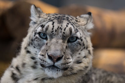 Close-up portrait of leopard