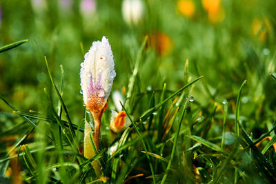 Close-up of plant growing on field