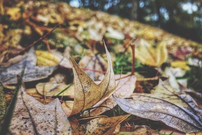 Close-up of dry autumn leaves