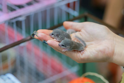 Close-up of a hand holding a bird