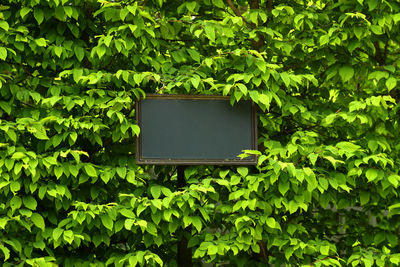 Close-up of telephone booth against trees