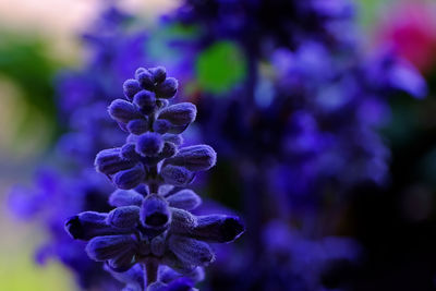 Close-up of purple flowering plant