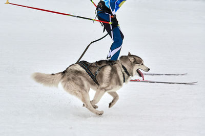 Skijoring dog racing. winter dog sports competition. siberian husky dog pulls skier. active skiing