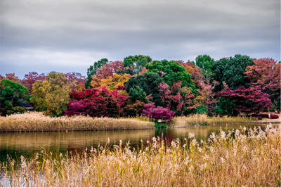 Flowering plants by lake against sky