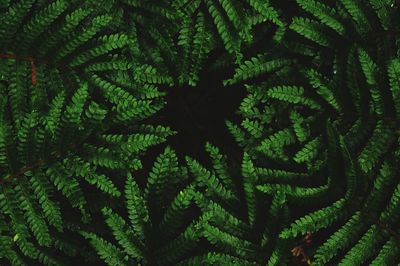 Close-up of ferns