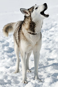 Dog on snow field