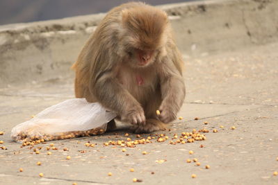 Brown dog eating food