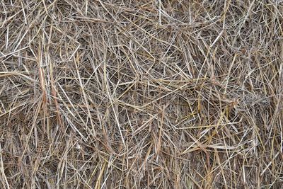 Full frame shot of dried plant