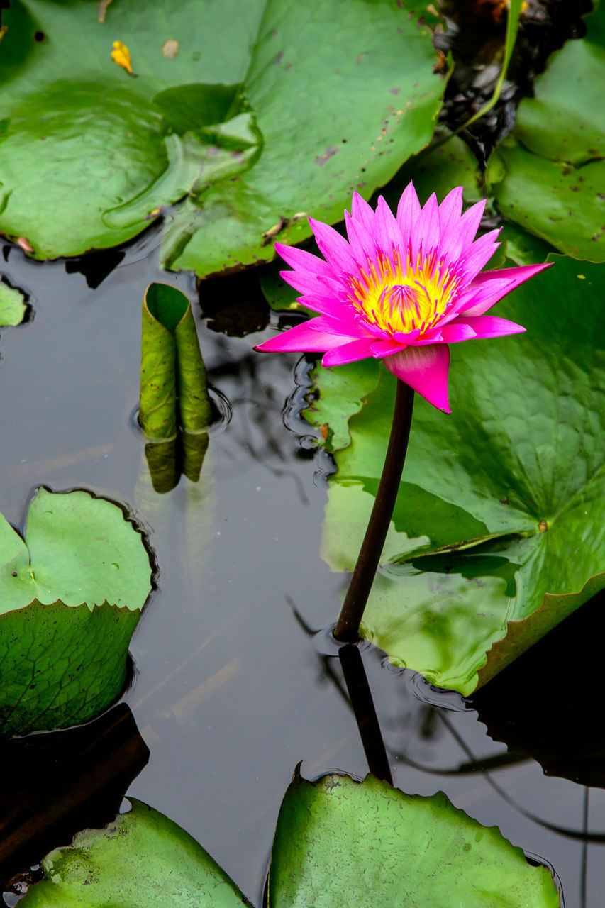 WATER LILY IN LAKE