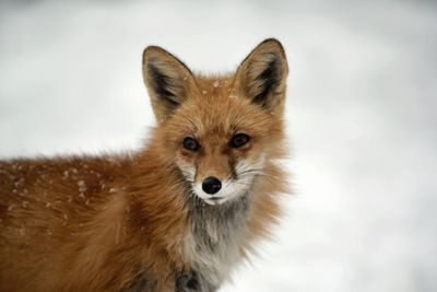 Portrait of meerkat in winter