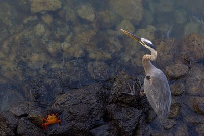 High angle view of bird on rock