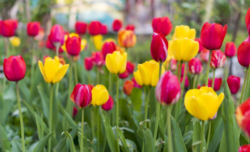 Close-up of tulips in field