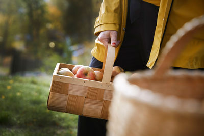 Midsection of woman holding fresh organic apples in wicker basket at yard